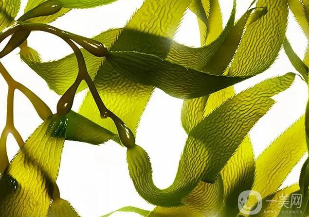 腰腹抽脂后吃什么利于恢復(fù) 哪些食物比較適合呢？ 